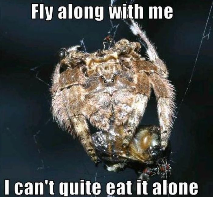 Rofl Spiders (52 Pics)