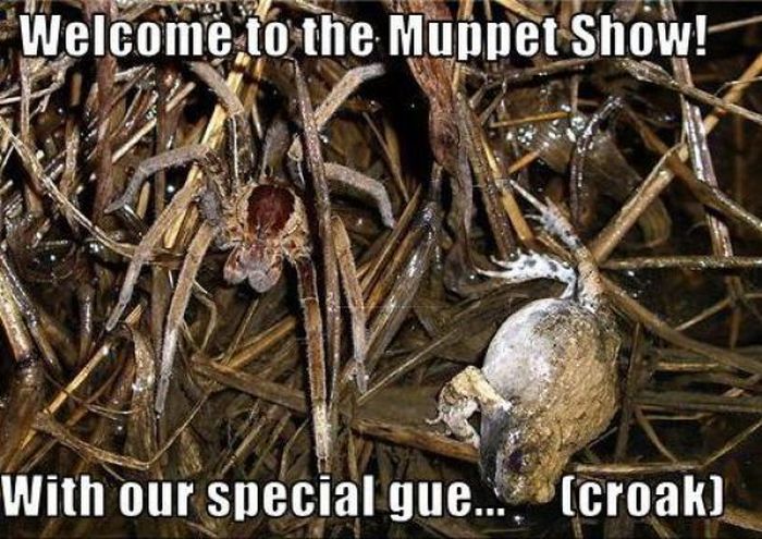 ROFL Spiders (52 pics)
