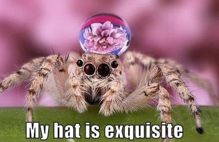 ROFL Spiders (52 pics)