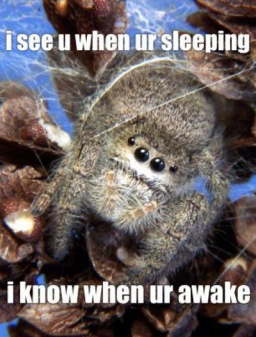 ROFL Spiders (52 pics)
