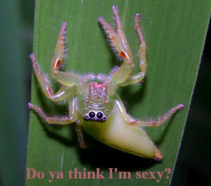 ROFL Spiders (52 pics)