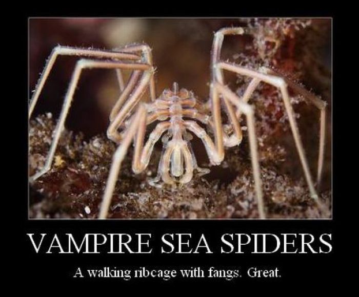 ROFL Spiders (52 pics)