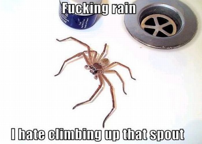 ROFL Spiders (52 pics)