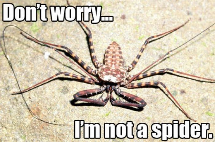 ROFL Spiders (52 pics)