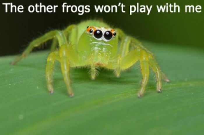 ROFL Spiders (52 pics)