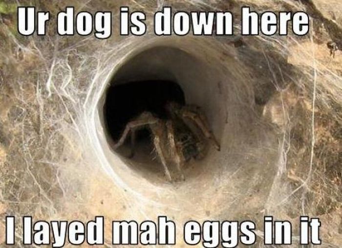 ROFL Spiders (52 pics)