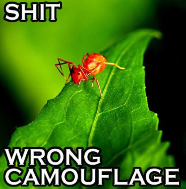 ROFL Spiders (52 pics)