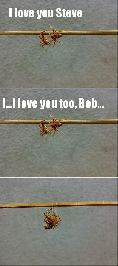 ROFL Spiders (52 pics)