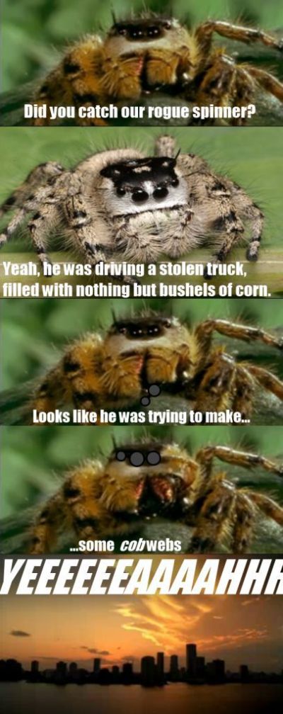 ROFL Spiders (52 pics)
