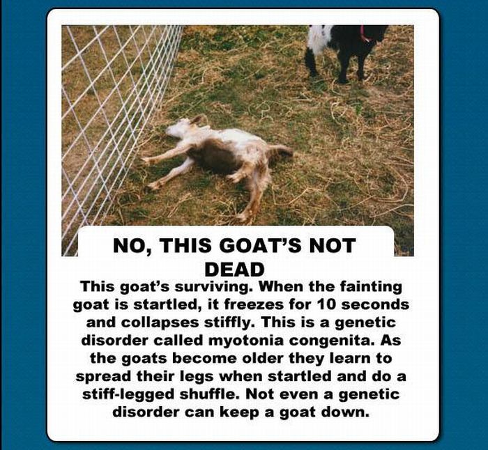 The Truth About Goats (10 pics)