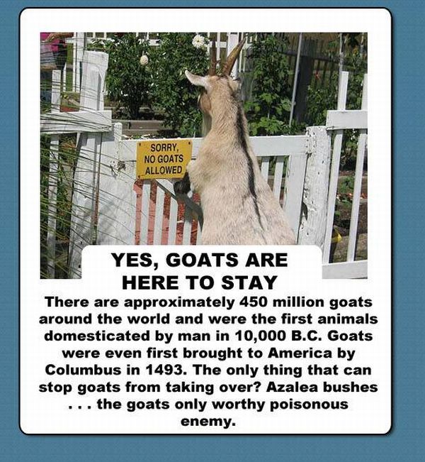 The Truth About Goats (10 pics)