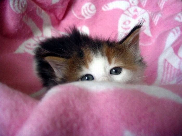 Absolute Cuteness (119 pics)