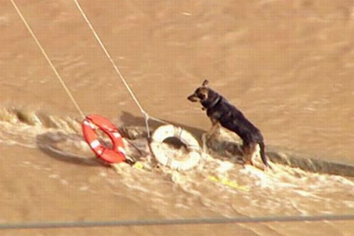 A Dog is Being Rescued by Helicopter (15 pics)