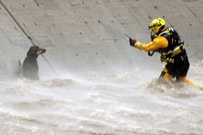 A Dog is Being Rescued by Helicopter (15 pics)