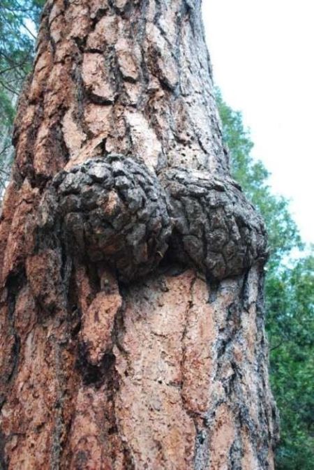 Sexy Trees (27 pics)