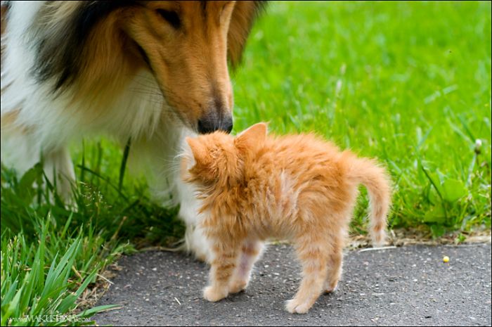 When a Kitten Meets a Dog (14 pics)