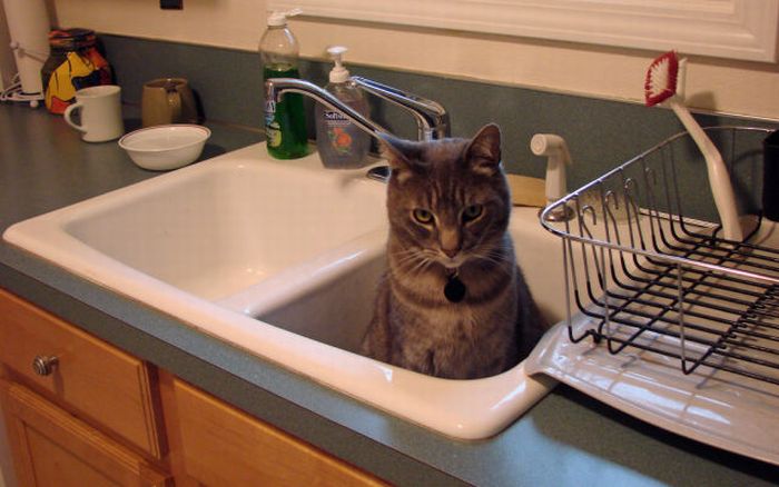 Cats in Sinks (33 pics)