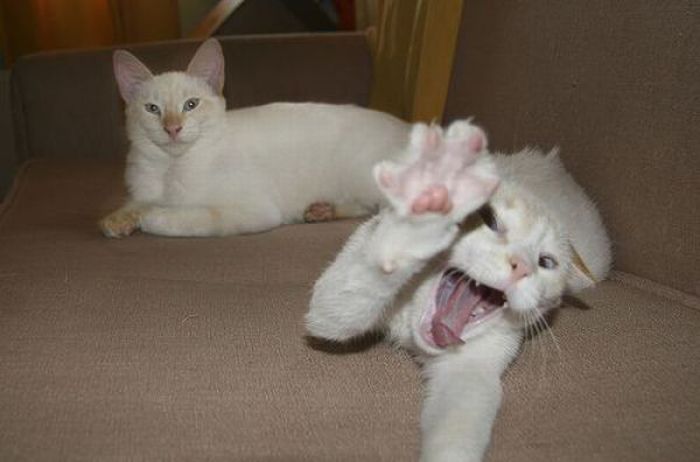 Animals Giving a High Five (31 pics)