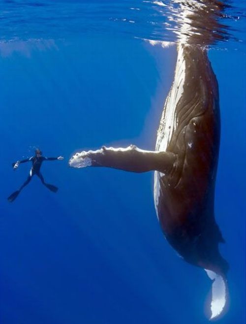 Animals Giving a High Five (31 pics)
