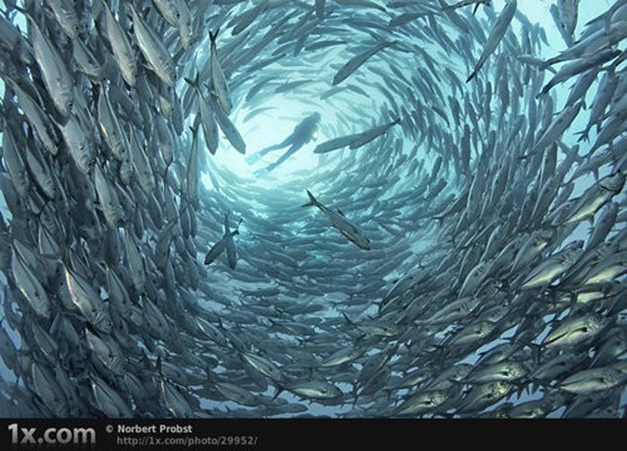 Beautiful Underwater Photos (40 pics)