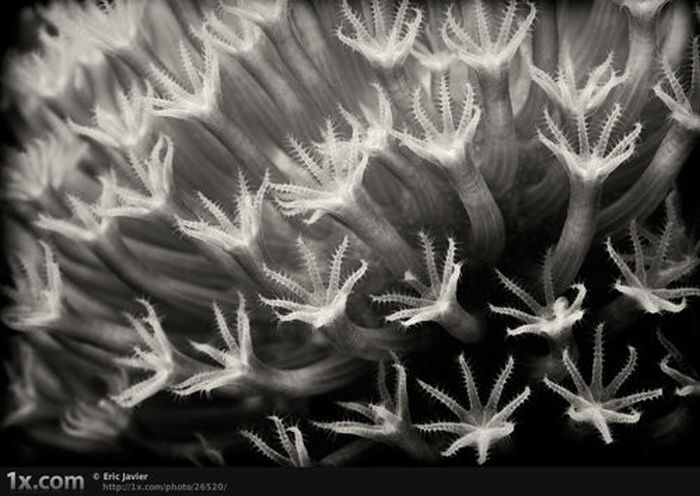 Beautiful Underwater Photos (40 pics)