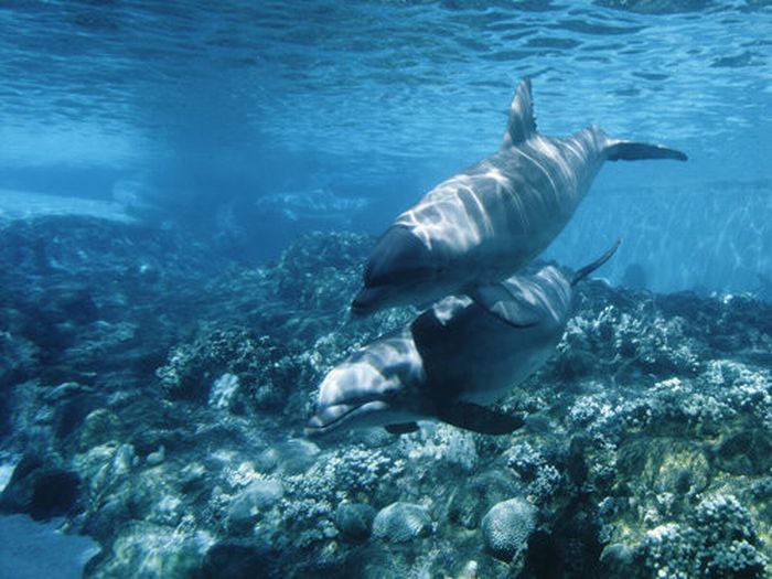 Beautiful Underwater Photos (40 pics)