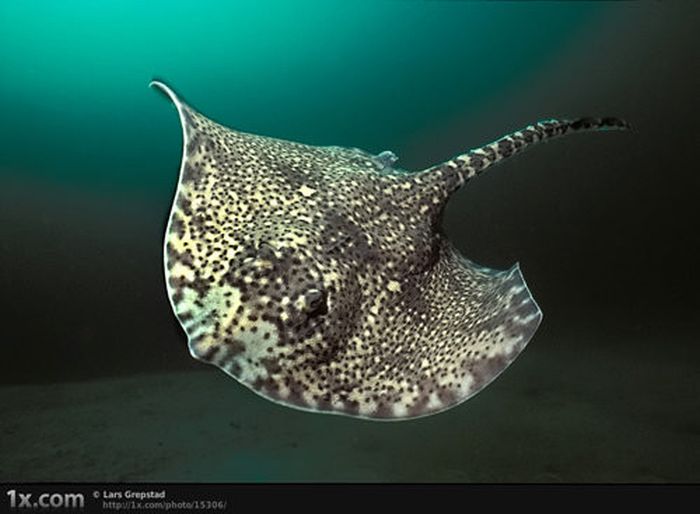 Beautiful Underwater Photos (40 pics)