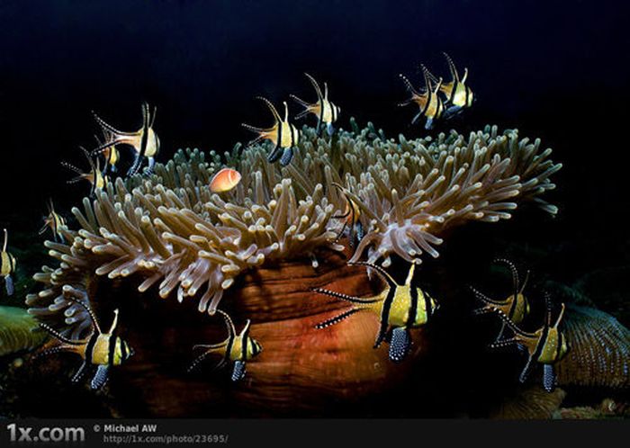 Beautiful Underwater Photos (40 pics)