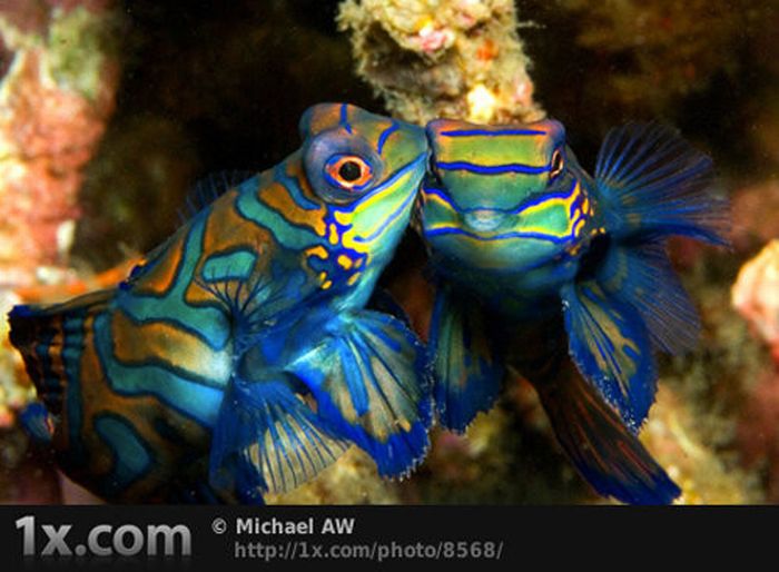 Beautiful Underwater Photos (40 pics)