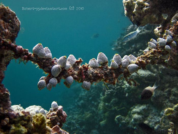 Beautiful Underwater Photos (40 pics)