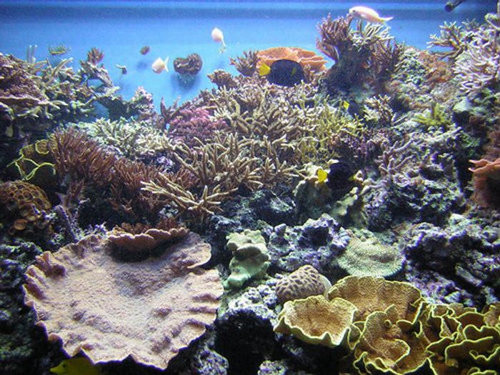 Beautiful Underwater Photos (40 pics)