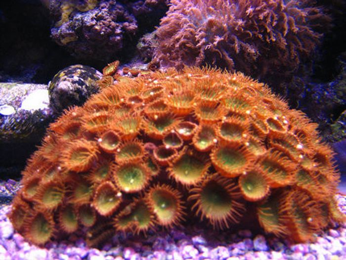 Beautiful Underwater Photos (40 pics)