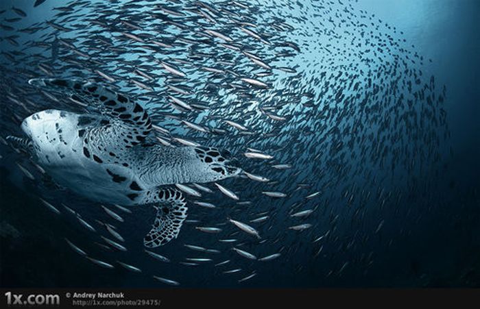 Beautiful Underwater Photos (40 pics)