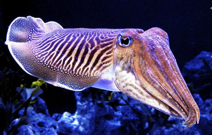 Beautiful Underwater Photos (40 pics)