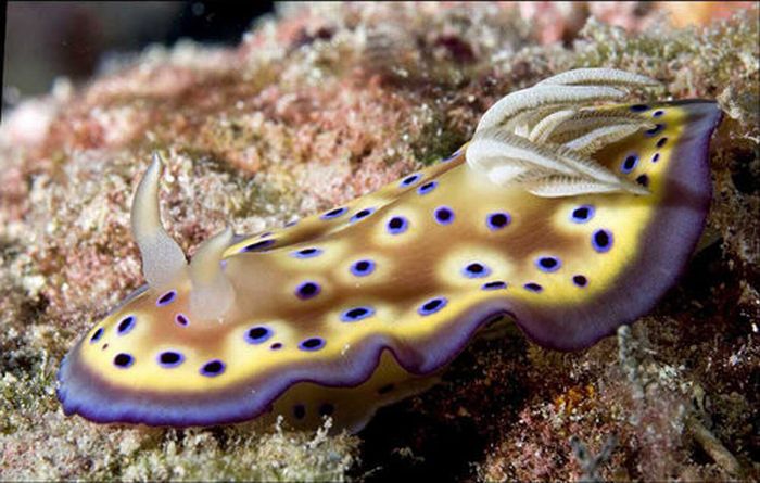 Beautiful Underwater Photos (40 pics)