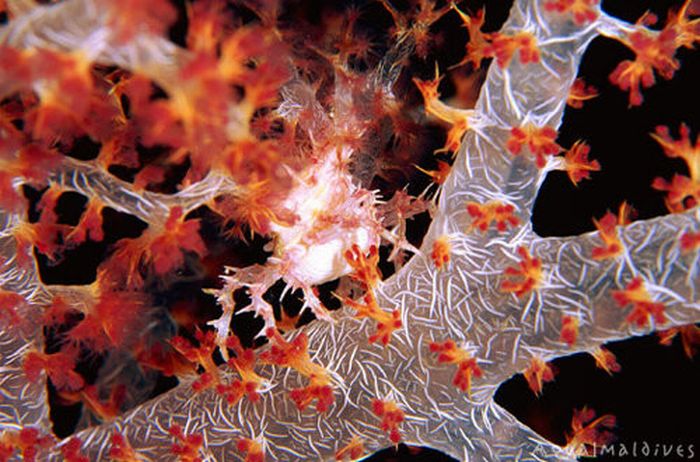 Beautiful Underwater Photos (40 pics)
