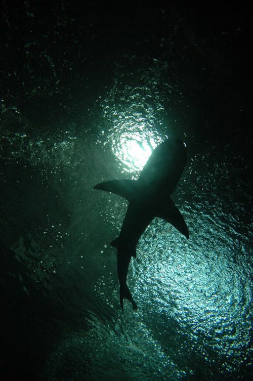 Beautiful Underwater Photos (40 pics)