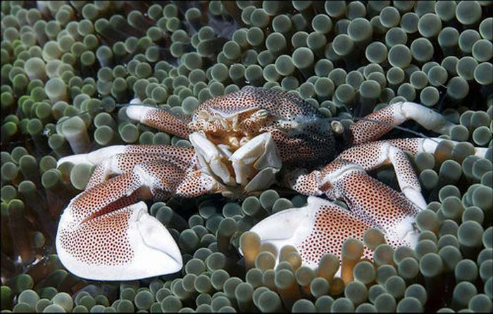 Beautiful Underwater Photos (40 pics)