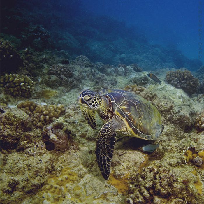 Beautiful Underwater Photos (40 pics)