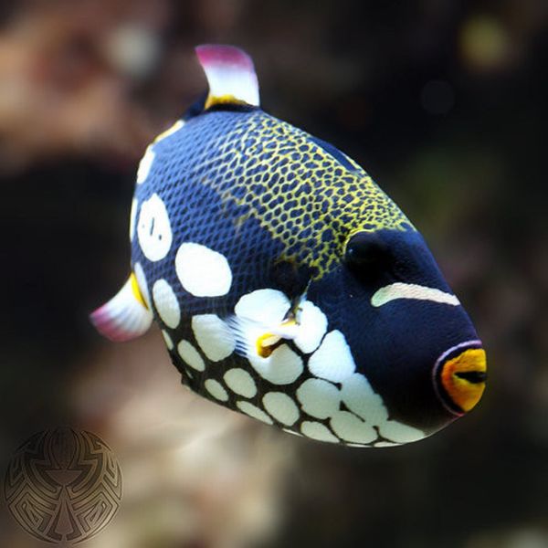 Beautiful Underwater Photos (40 pics)