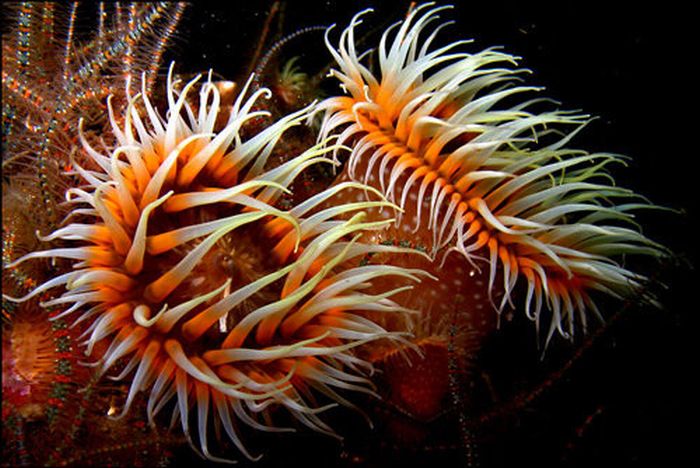 Beautiful Underwater Photos (40 pics)