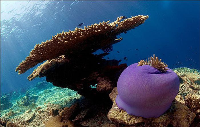 Beautiful Underwater Photos (40 pics)