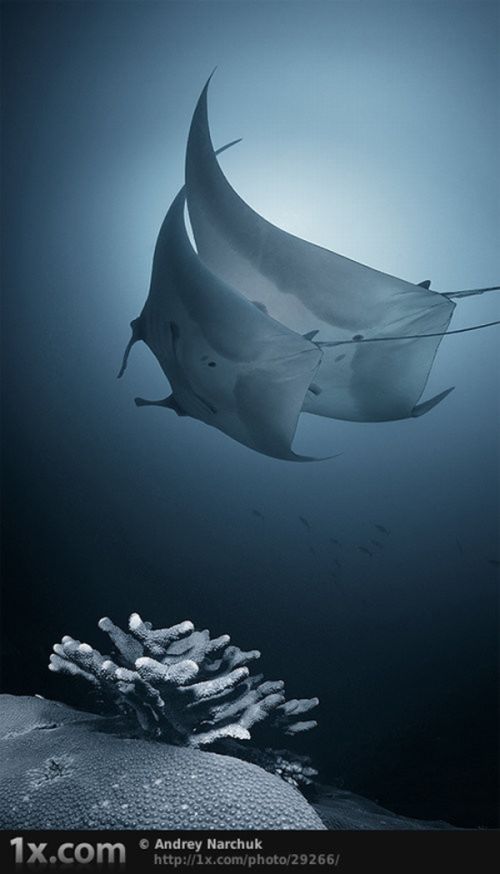 Beautiful Underwater Photos (40 pics)