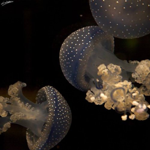 Beautiful Underwater Photos (40 pics)