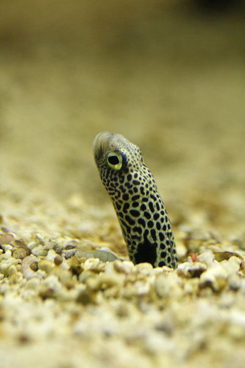 Beautiful Underwater Photos (40 pics)