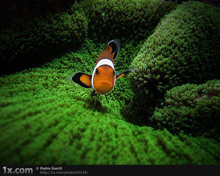 Beautiful Underwater Photos (40 pics)