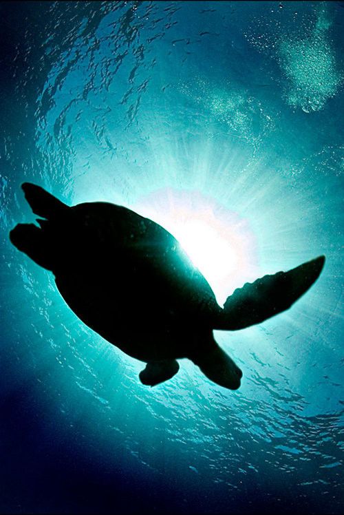 Beautiful Underwater Photos (40 pics)