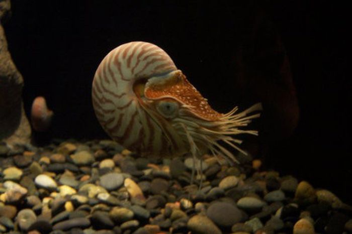Beautiful Underwater Photos (40 pics)