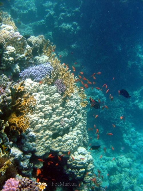 Beautiful Underwater Photos (40 pics)
