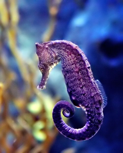 Beautiful Underwater Photos (40 pics)